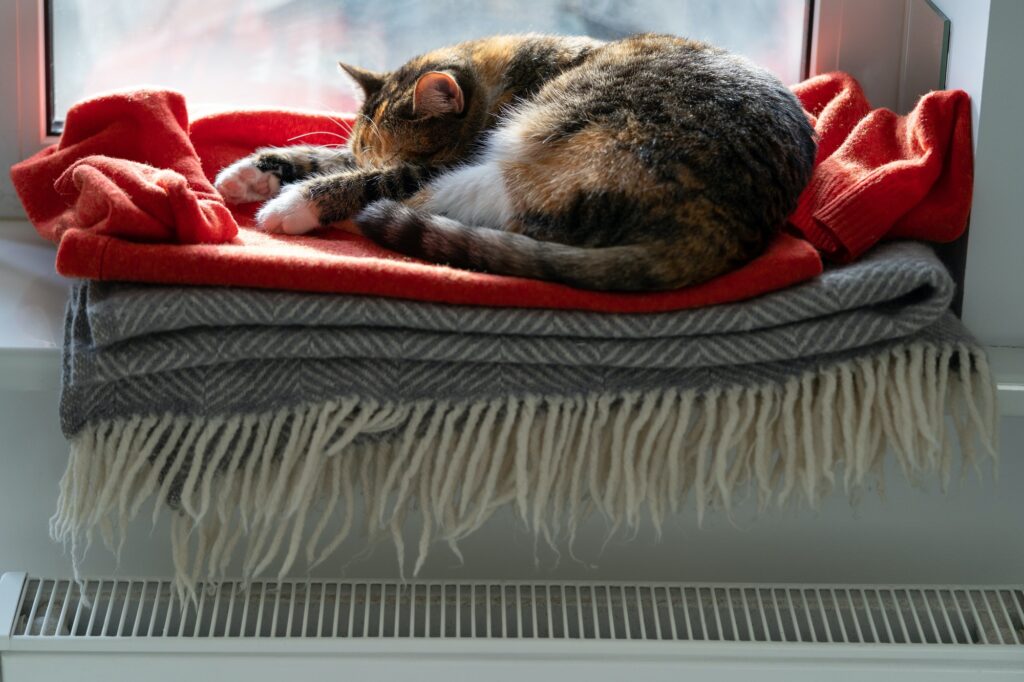 Cat resting near room battery or heater in wintertime. Pet sleep on red sweater lying on windowsill